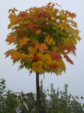 Klon zwyczajny (Acer platanoides) Globosum - jesień